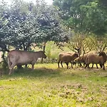 Le Grand Nature Piscine Chauffee Privee Du Tarn Entre Toulouse Et Albi & Les Du Tarn Σπίτι διακοπών Peyrole