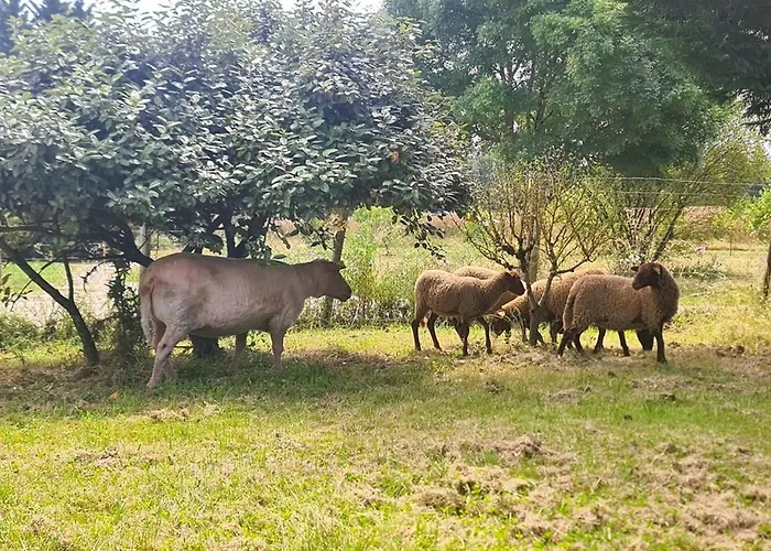 Le Grand Nature Piscine Chauffee Privee Du Tarn Entre Toulouse Et Albi & Les Du Tarn Дом отдыха Peyrole